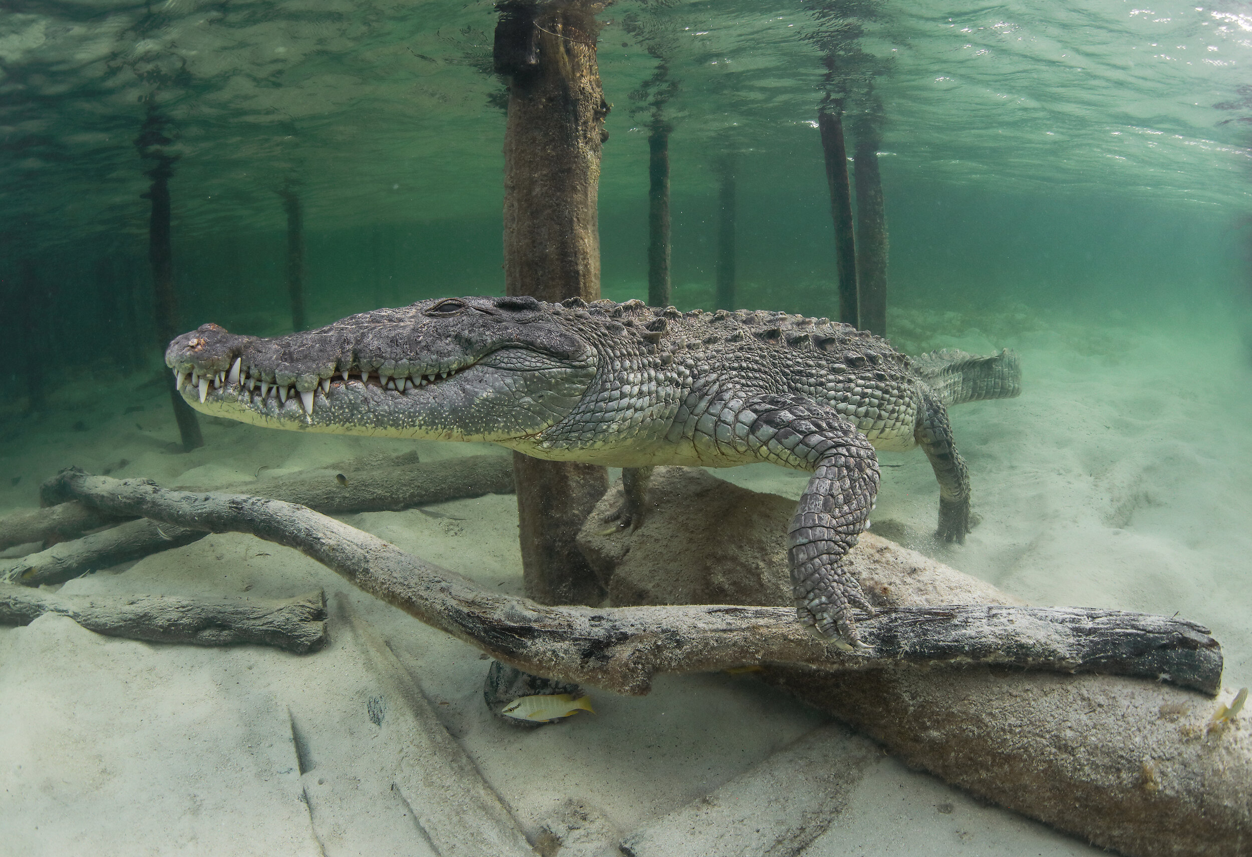 Crocodile Diving off Banco Chinchorro Three day Reporttem_title